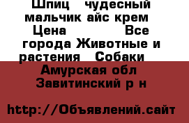 Шпиц - чудесный мальчик айс-крем › Цена ­ 20 000 - Все города Животные и растения » Собаки   . Амурская обл.,Завитинский р-н